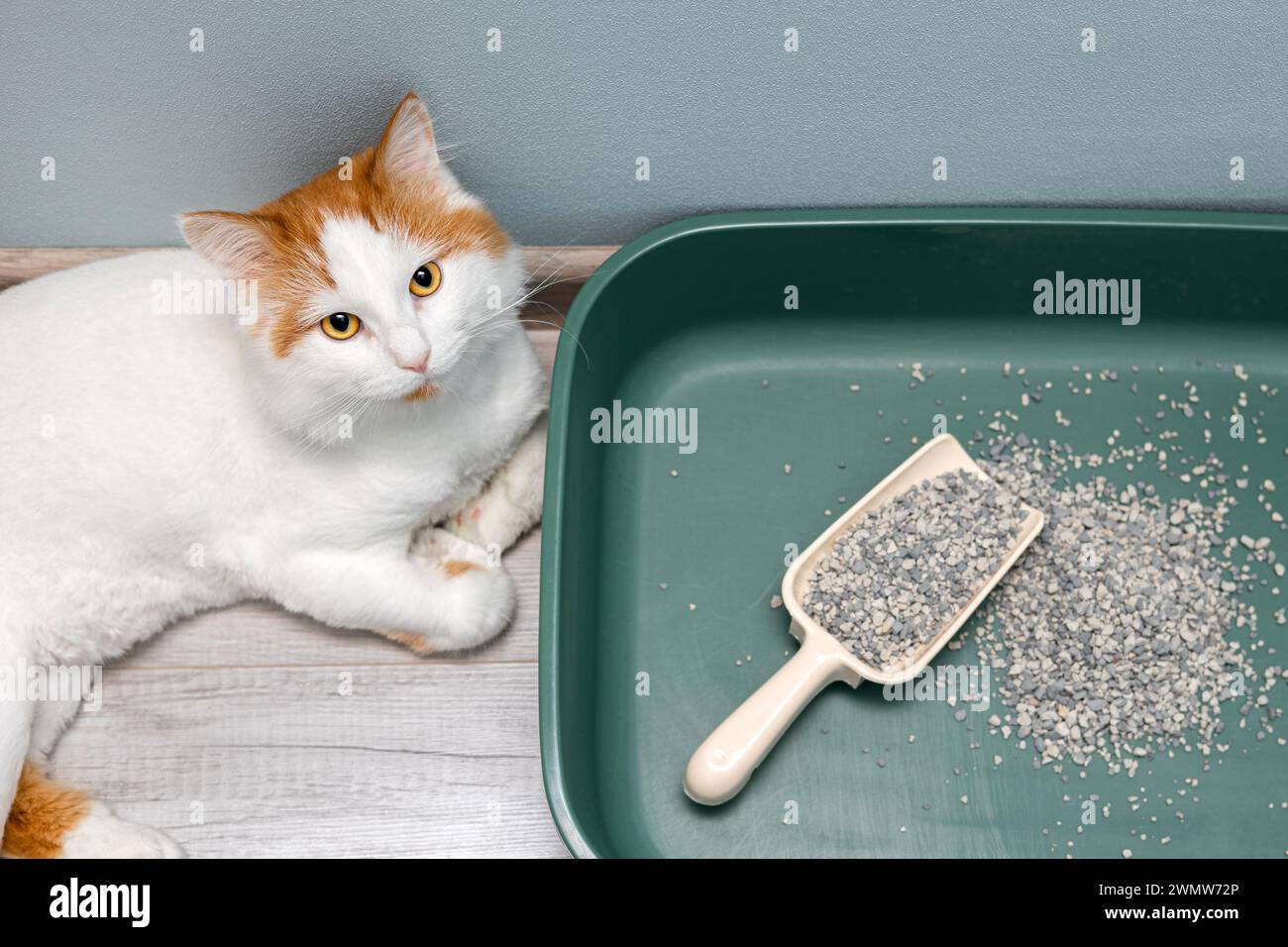 Replacing toilet hires stock photography and images Alamy