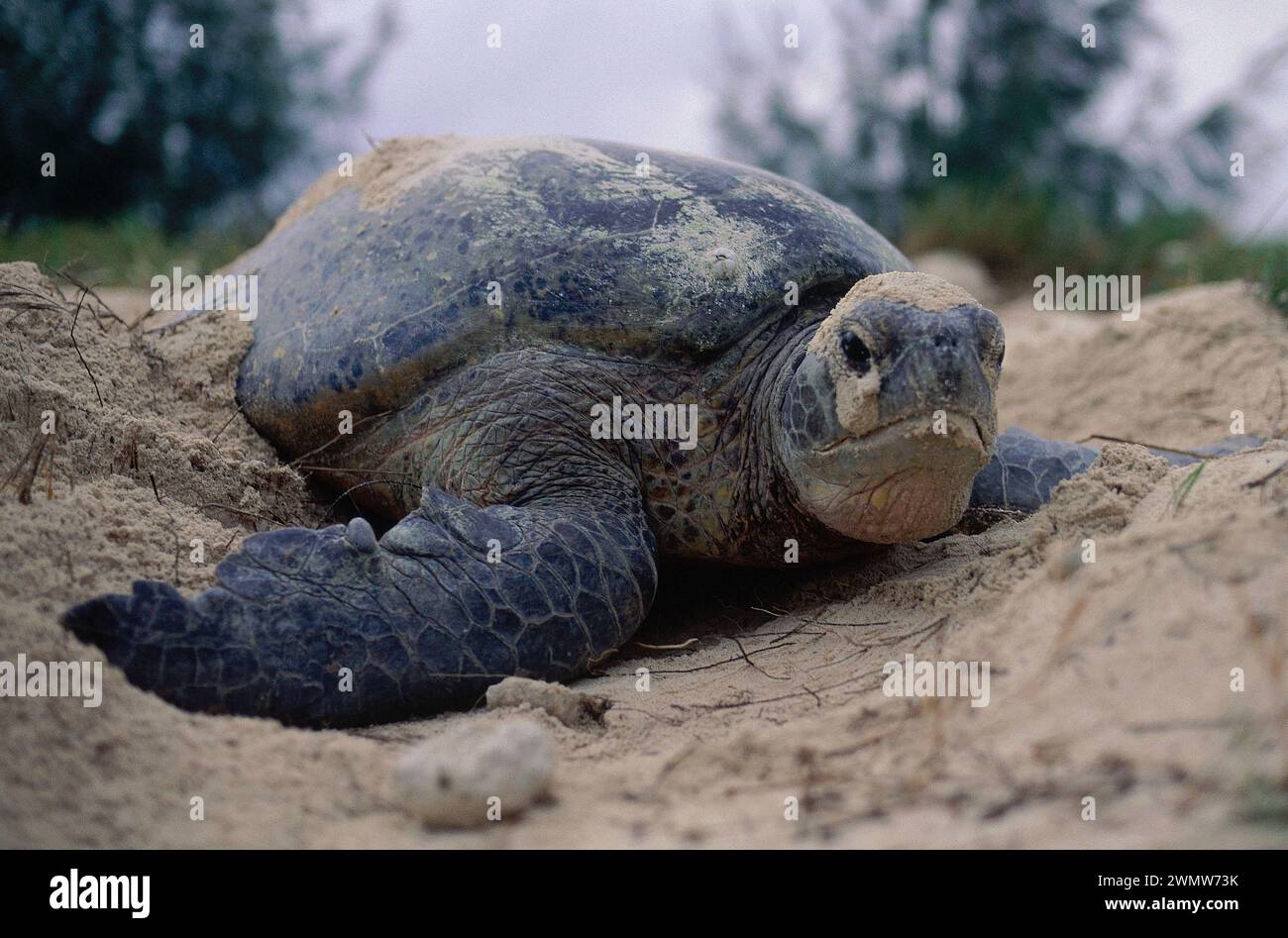 Loggerhead Turtle, Caretta caretta, classified as Vulnerable, digging ...