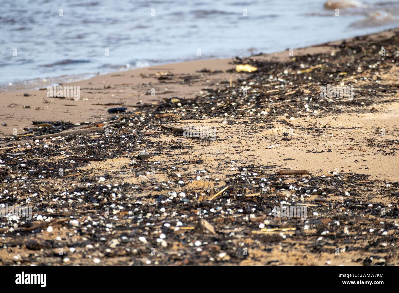 Small white shells washed up on the seashore among small black pieces of wood Stock Photo