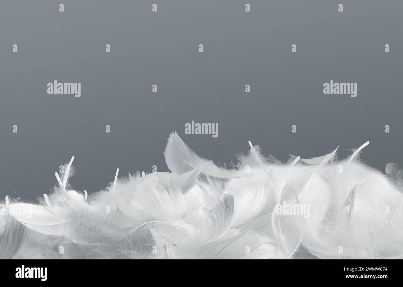 Fluffy bird feathers on grey background, space for text Stock Photo - Alamy