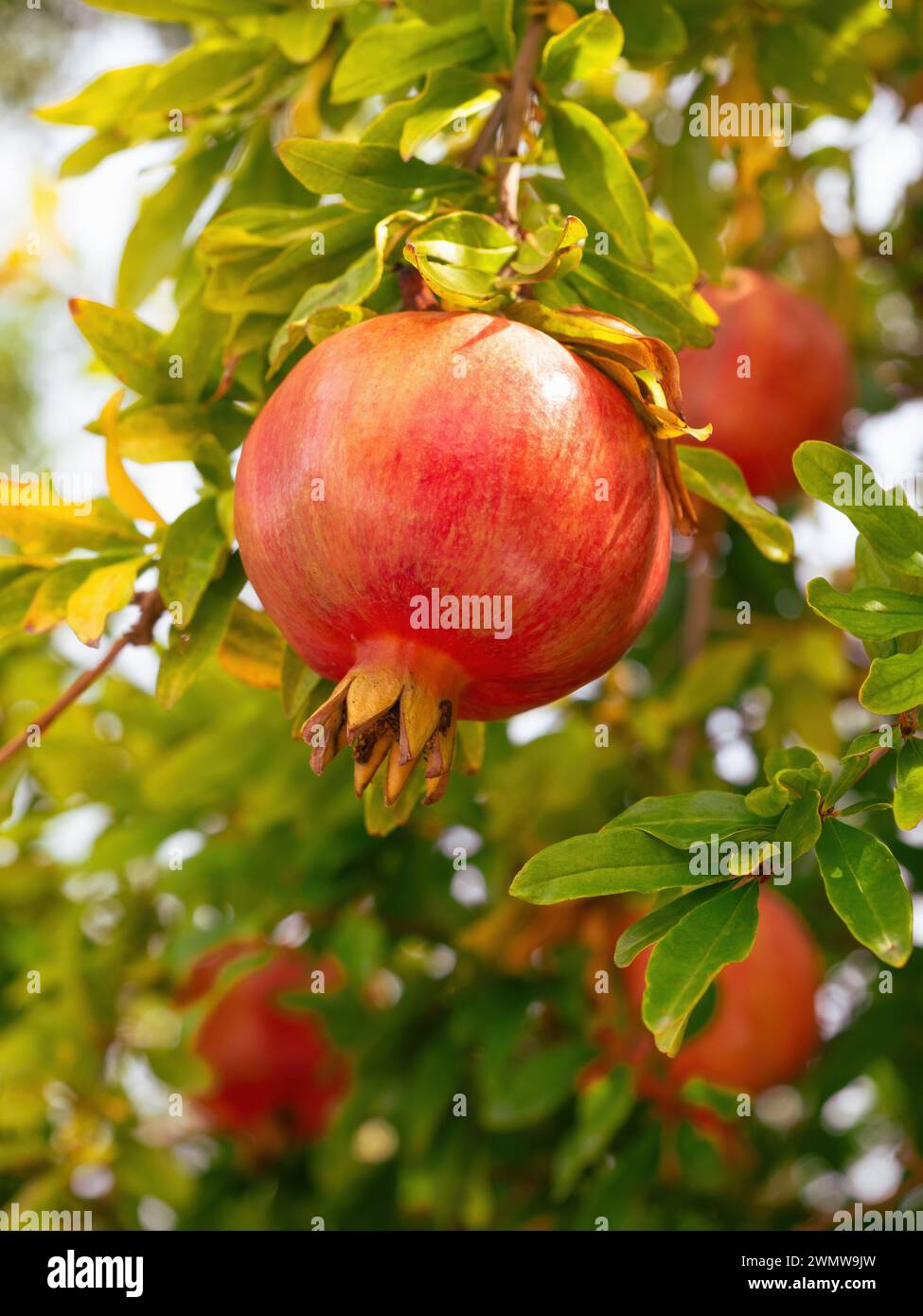 Red ripe pomegranate fruit (Punica granatum) grow on tree branch. Fresh ...