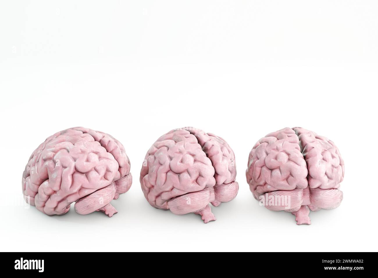 human brains isolated on white background 3d illustration Stock Photo ...