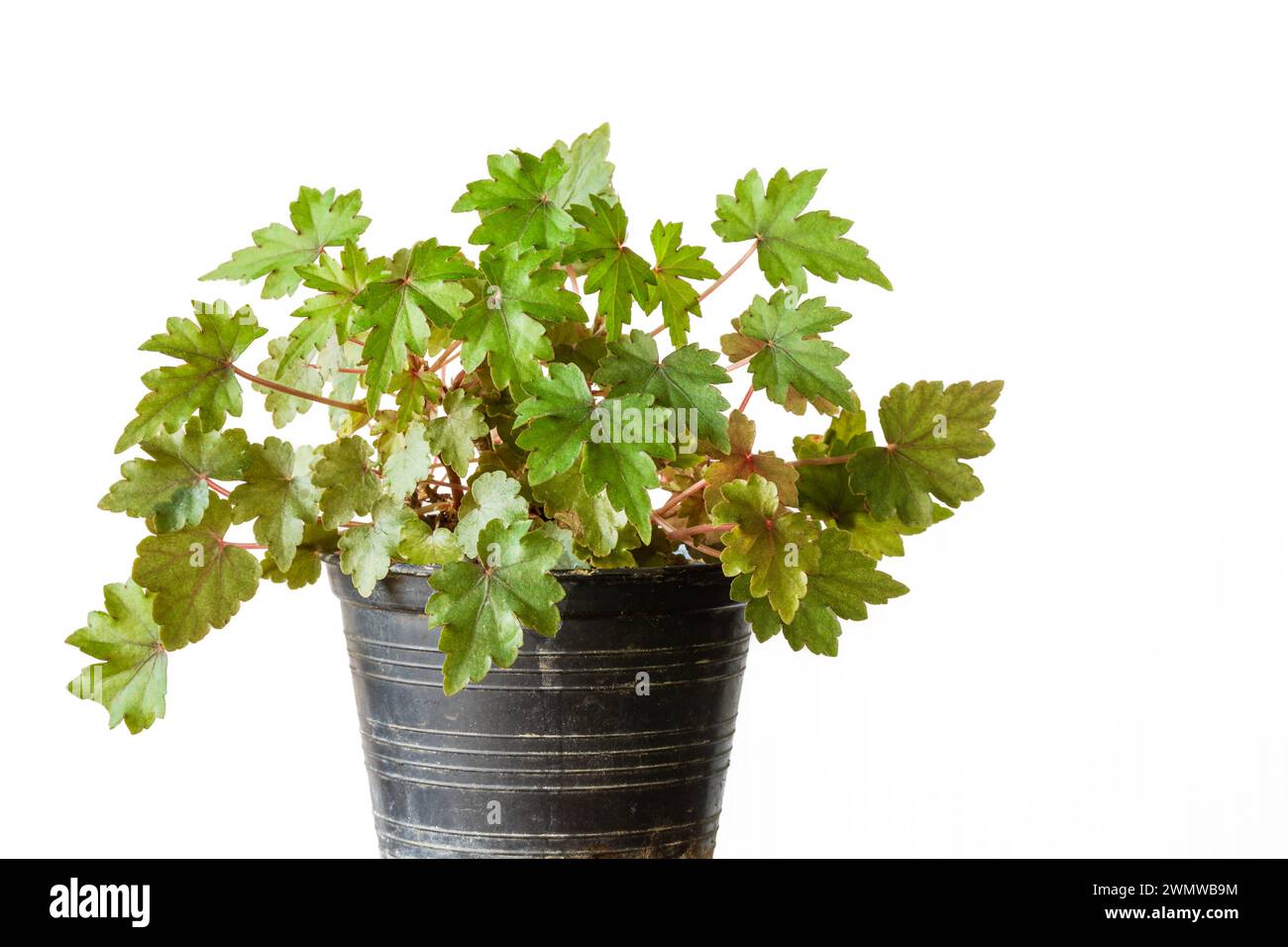 Closeup view of small begonia dregei aka maple leaf or grape leaf begonia isolated on white background Stock Photo