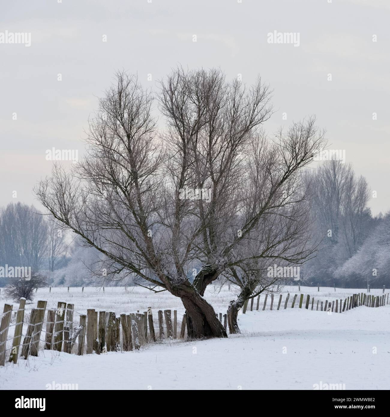 Old pollard tree on a frosty winter morning on snow covered farmland, in rural environment, Lower Rhine region, North Rhine Westfalia, Germany. Stock Photo