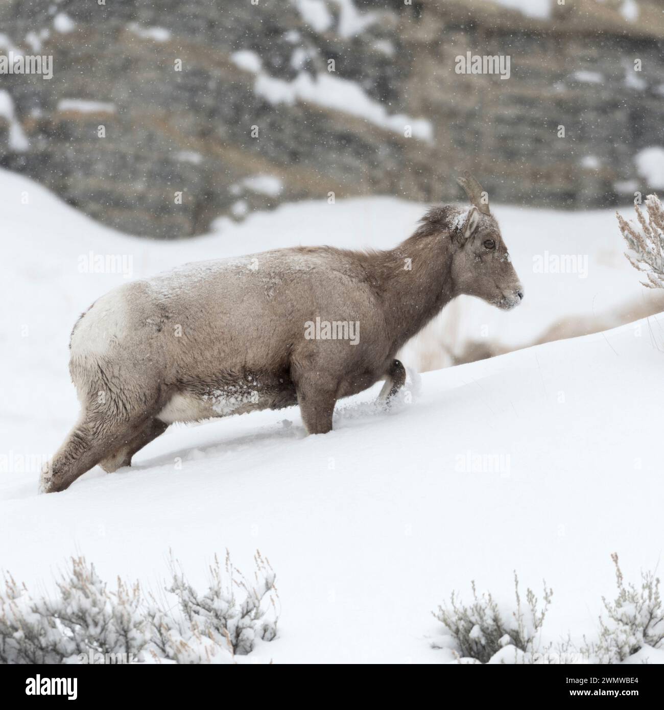 Rocky Mountain Bighorn Sheep  ( Ovis canadensis ), adult female in winter, snowfall, walking up a mountain through deep snow, hard winter, wildlife, Y Stock Photo