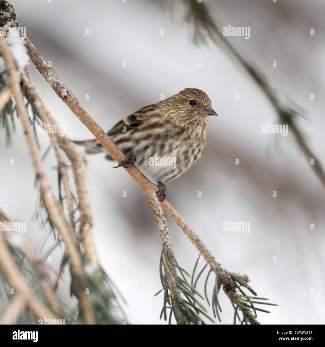 Pine siskin ( Spinus pinus ) perched in a snowy conifer tree, adult bird in winter, songbird, passerine bird, Yellowstone Area, USA. Stock Photo