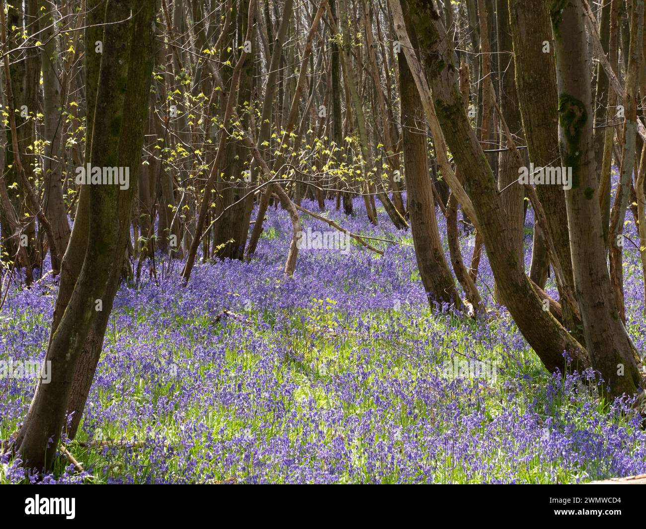 Bluebells (Hyacinthoides non-scripta) in woodland, Challock Woods, Kent ...