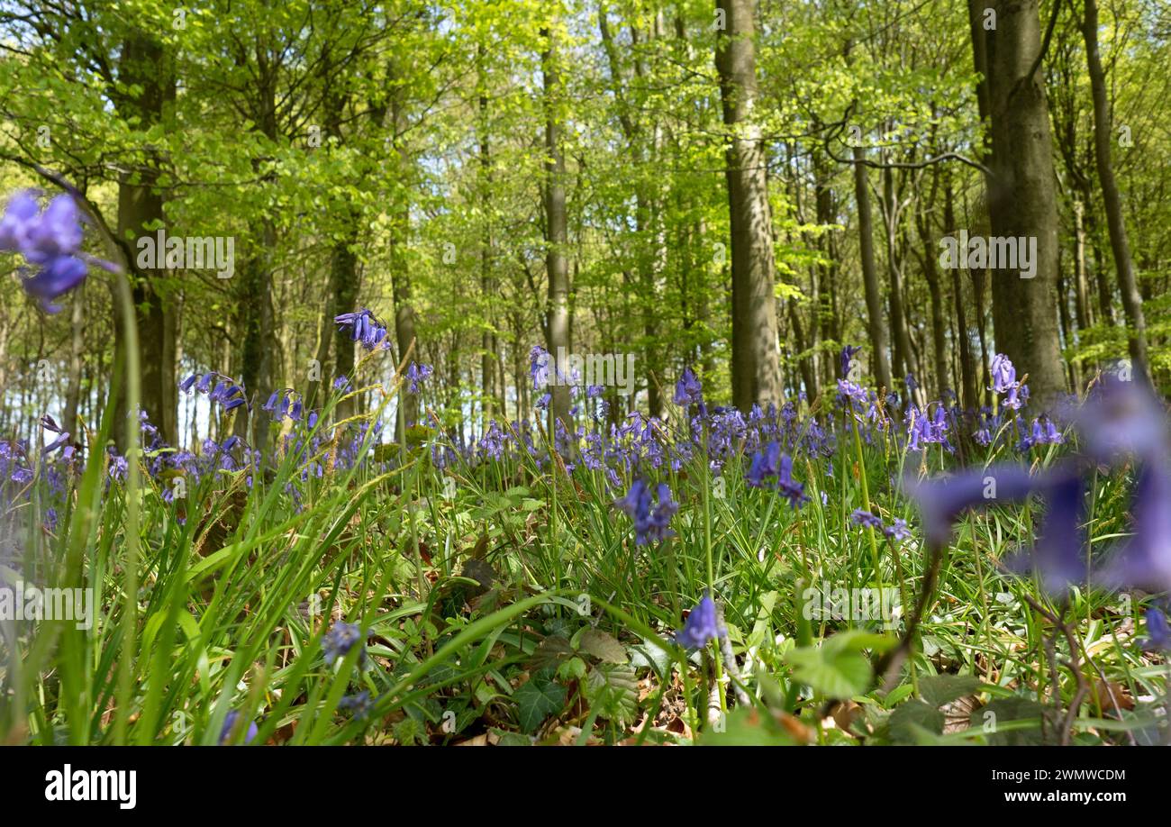 Bluebells (Hyacinthoides non-scripta) in woodland, Challock Woods, Kent ...