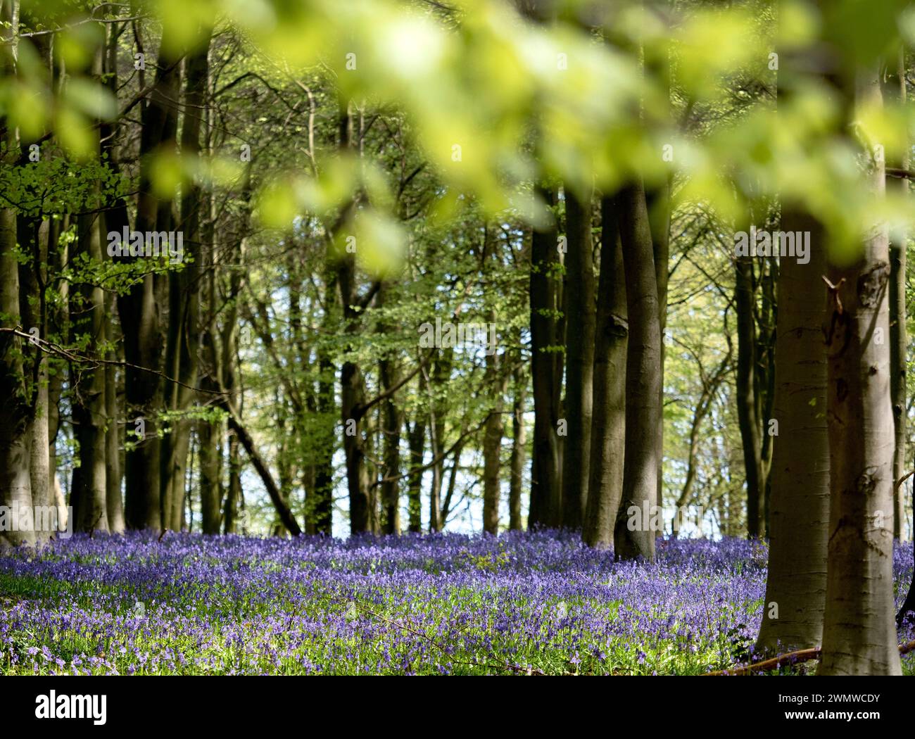 Bluebells (Hyacinthoides non-scripta) in woodland, Challock Woods, Kent UK Stock Photo