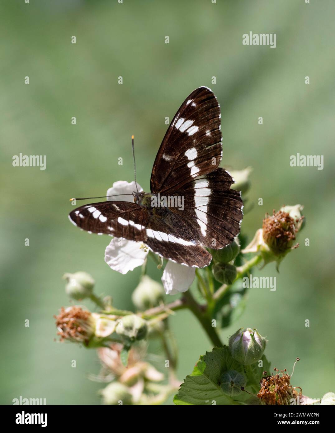 white-admiral-butterfly-limenitis-camilla-dene-woods-kent-uk-stock