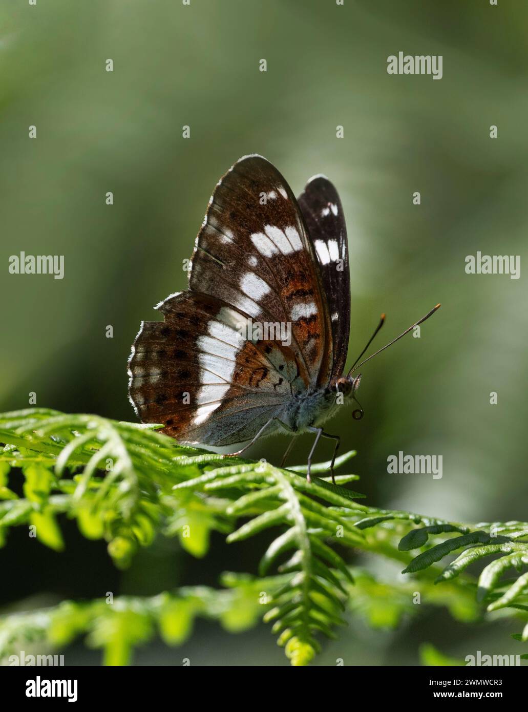White Admiral Butterfly (Limenitis camilla) Dene Woods, Kent UK Stock Photo