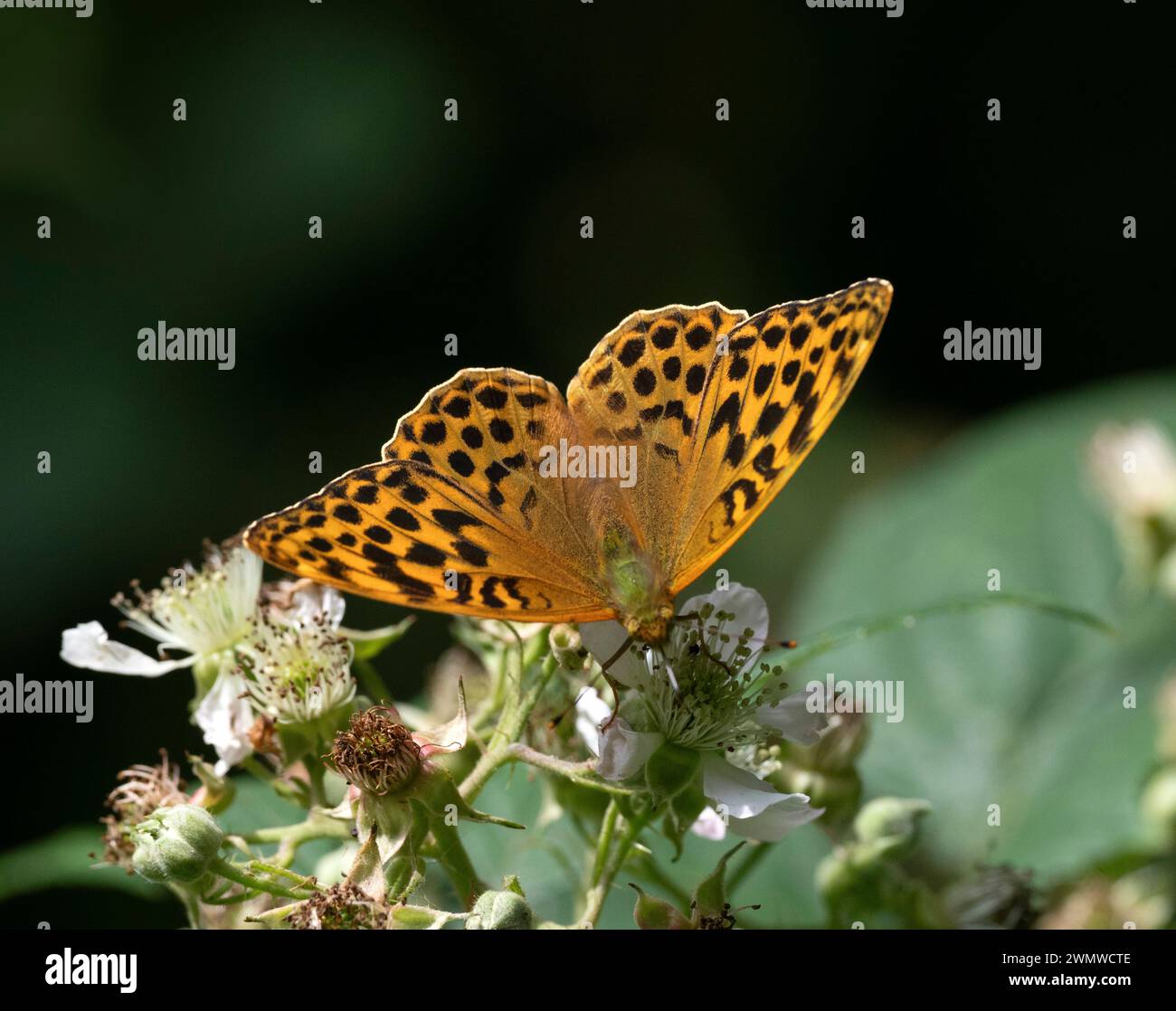 Silver Washed Fritillary Butterfly (Argynnis paphia) Dene Woods, Kent UK Stock Photo