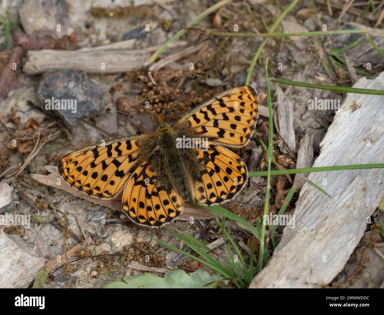 Pearl Bordered Fritillary Butterfly (Clossiana euphrosyne) on ground Abbot's Wood, East Sussex, UK, Endangered Stock Photo
