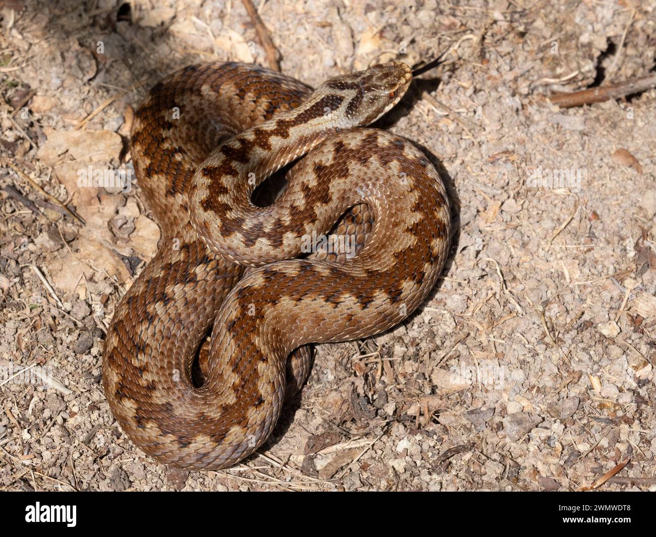Adder Snake, Female (Vipera berus) curled on ground, Park Corner Heath & Rowland Wood Reserve, East Sussex Stock Photo