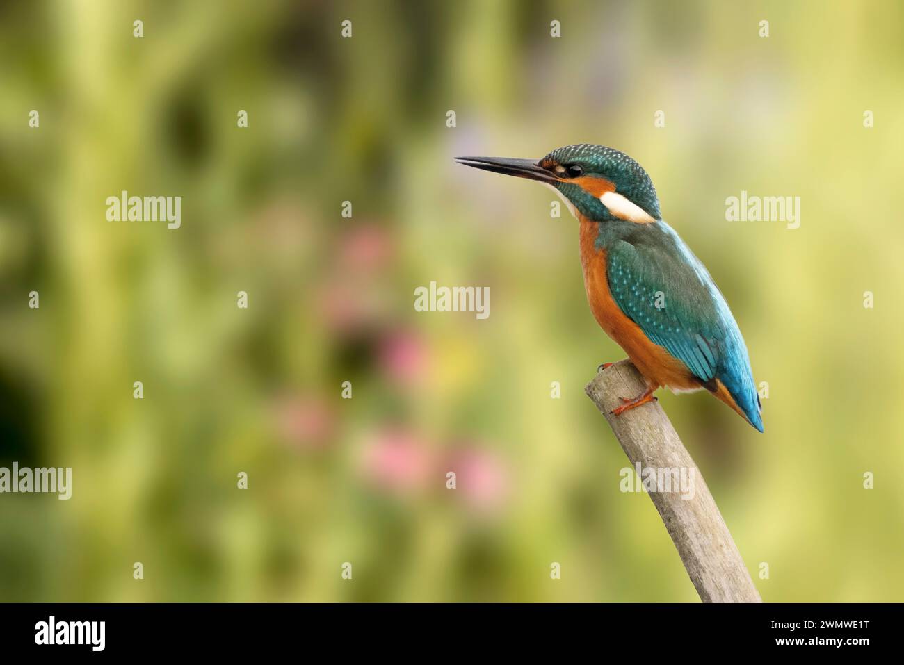 Kingfisher (Alcedo atthis) perched on branch,  Stodmarsh Nature Reserve, Kent UK, composite image Stock Photo