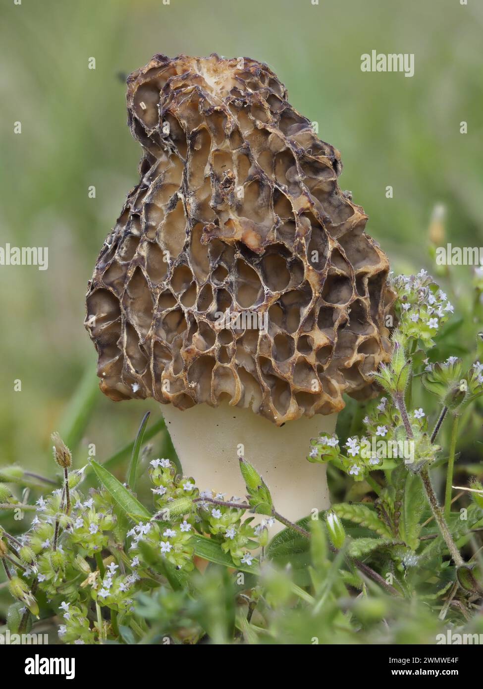 Morel Fungi, (Morchella vulgaris) by beach area, Sandwich Nature Reserve, Kent UK, Stacked Image Stock Photo