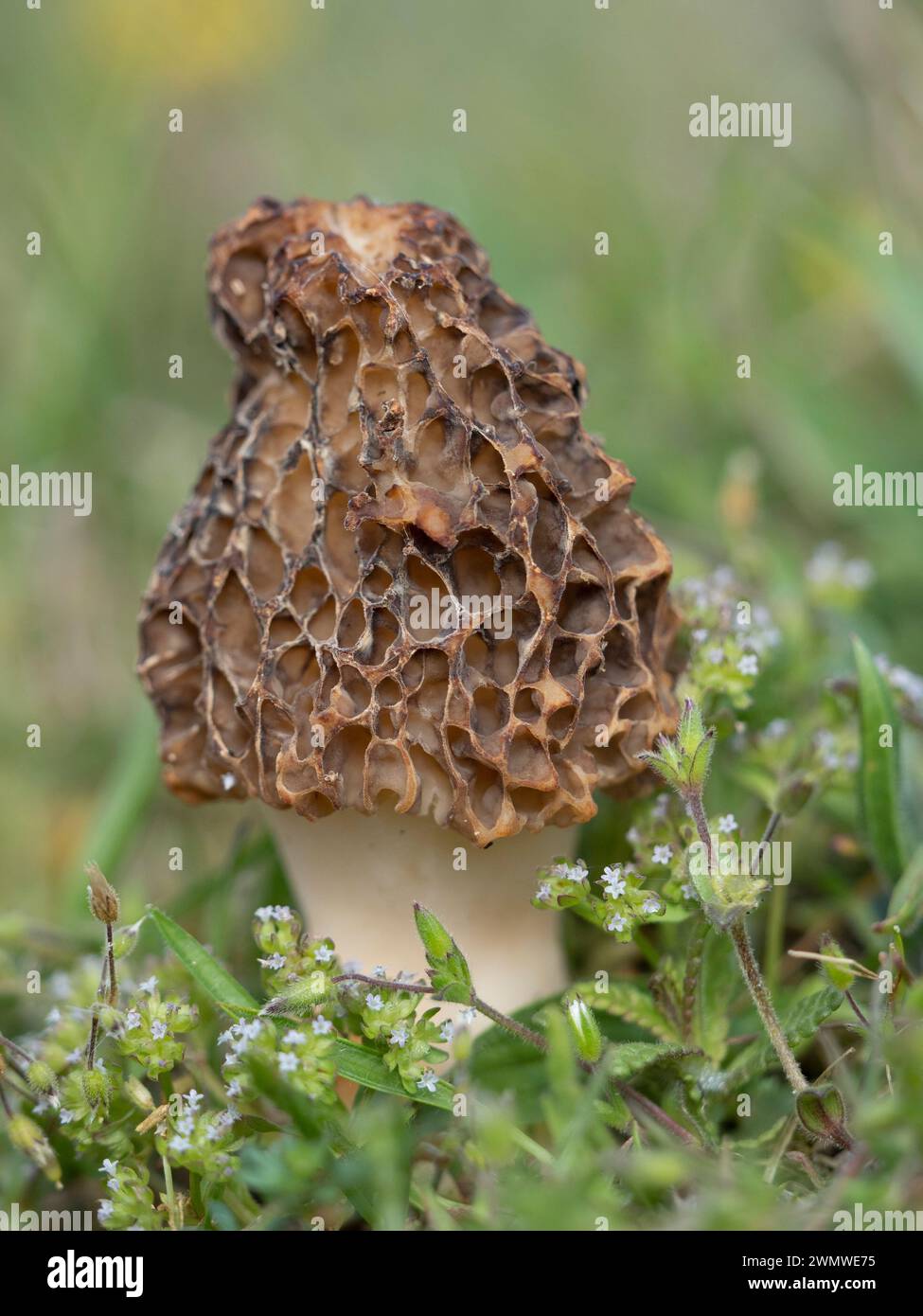 Morel Fungi, (Morchella vulgaris) by beach area, Sandwich Nature Reserve, Kent UK Stock Photo