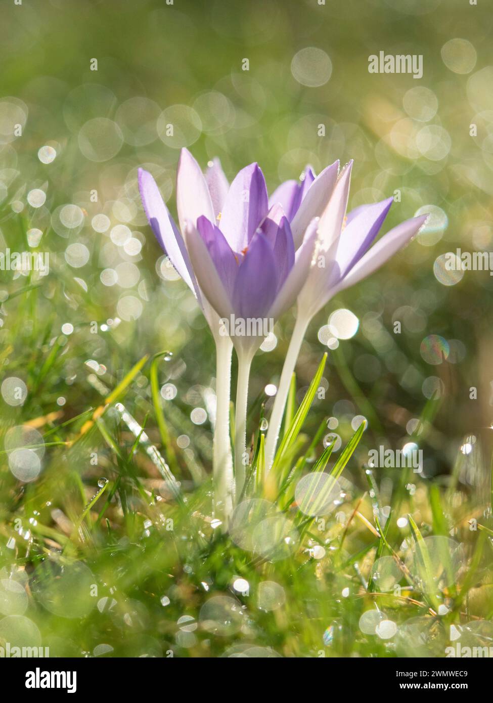 Crocus Flower (family Iridaceae) with dewdrops on grass, in garden, Ramsgate Kent UK Stock Photo