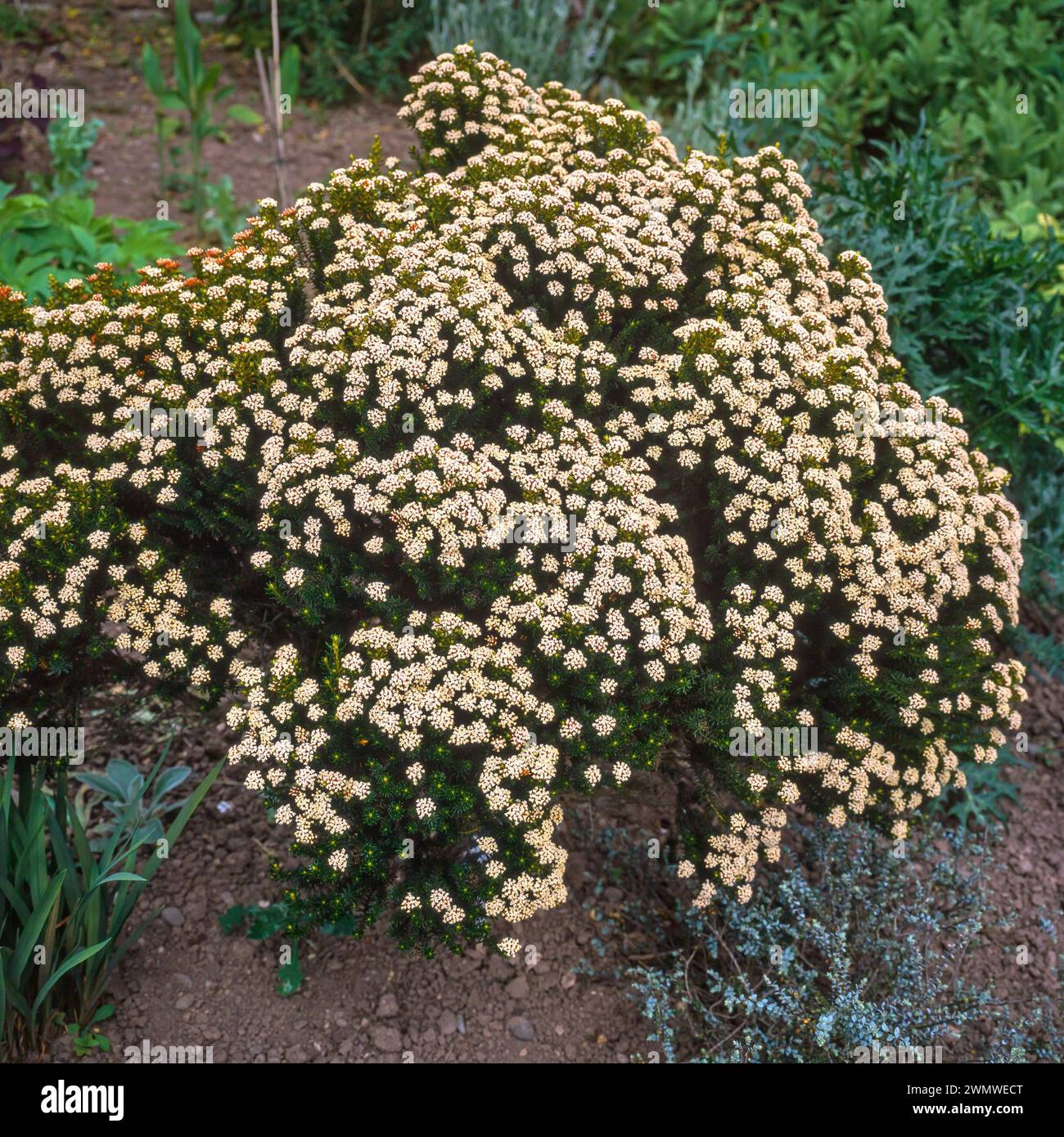 Ozothamnus ledifolius / kerosene weed / kerosene bush / Helichrysum ledifolium shrub covered in blossom flowers growing in English garden, England, UK Stock Photo