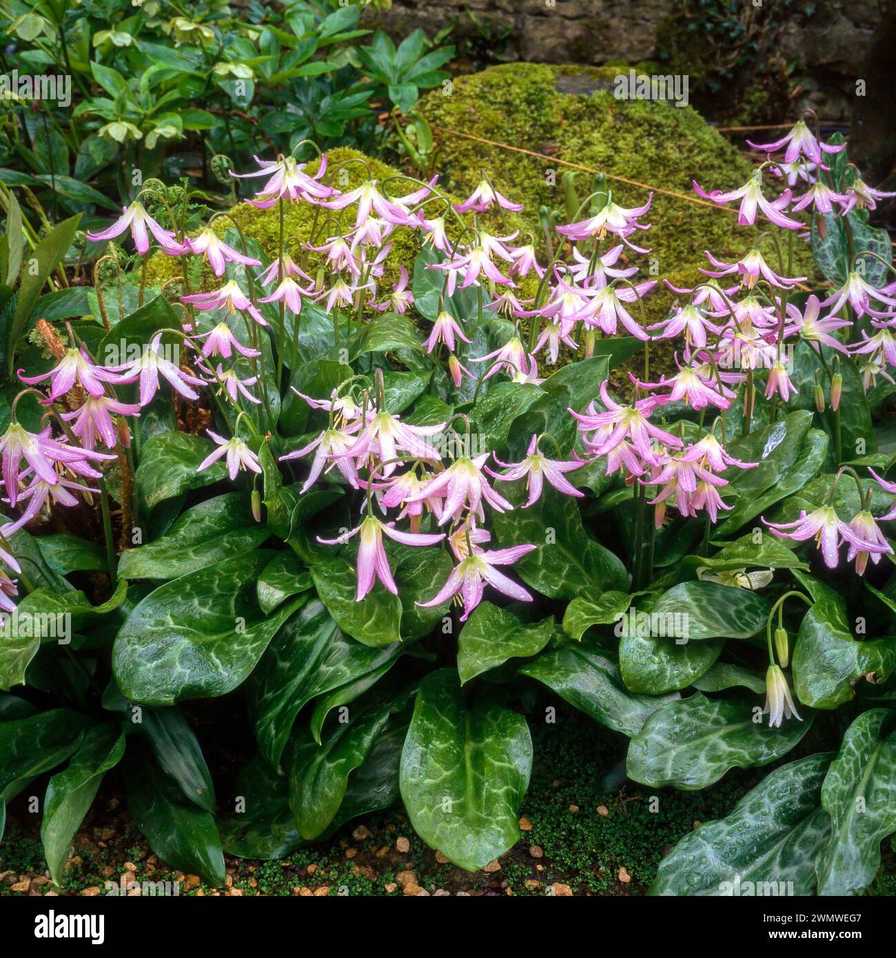 Wet Erythronium Revolutum lily with pink flowers growing in English garden, England, UK Stock Photo
