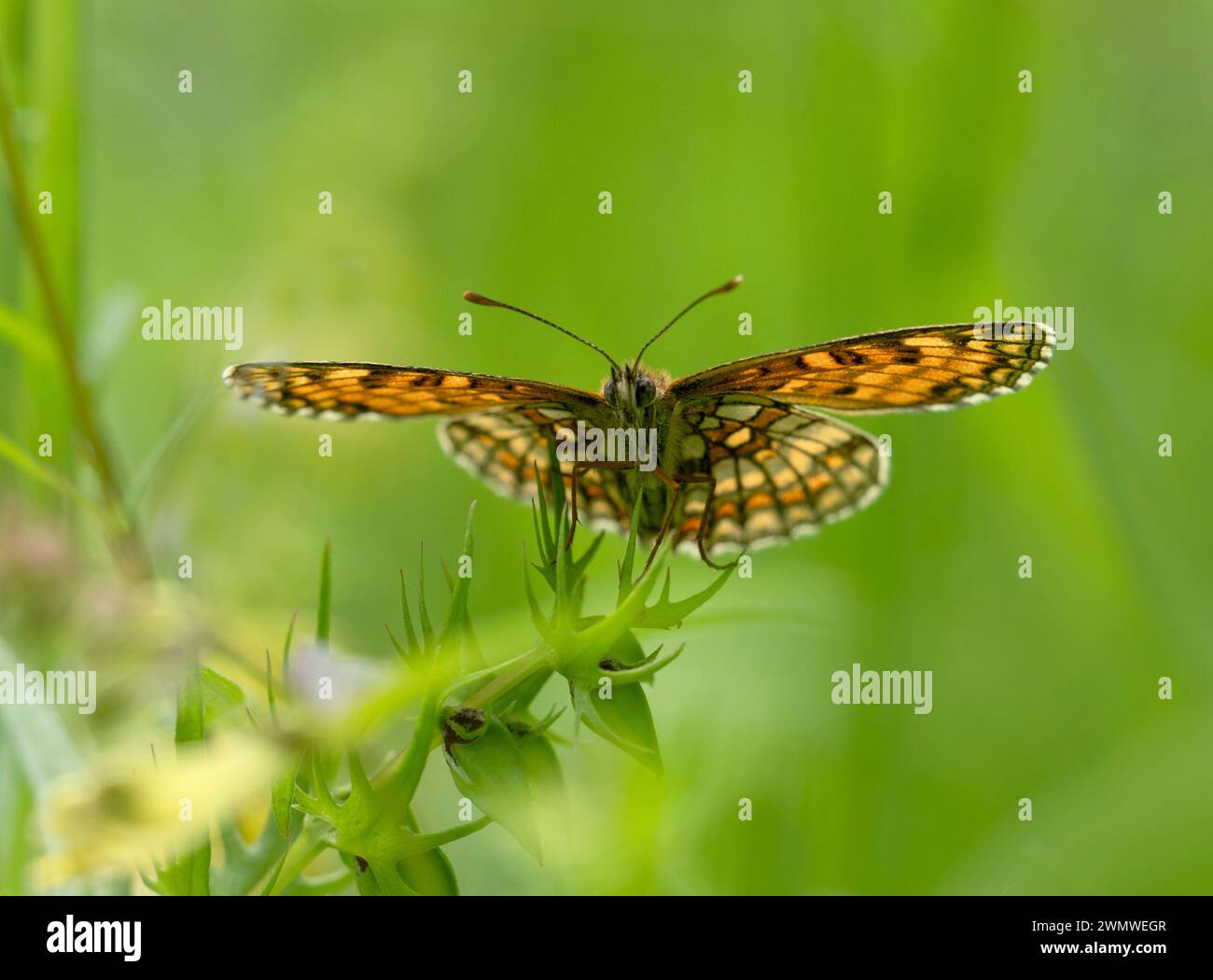 Heath Fritillary Butterfly (Mellicta athalia) Blean Woodlands, Kent UK, backlight underside of wings Stock Photo