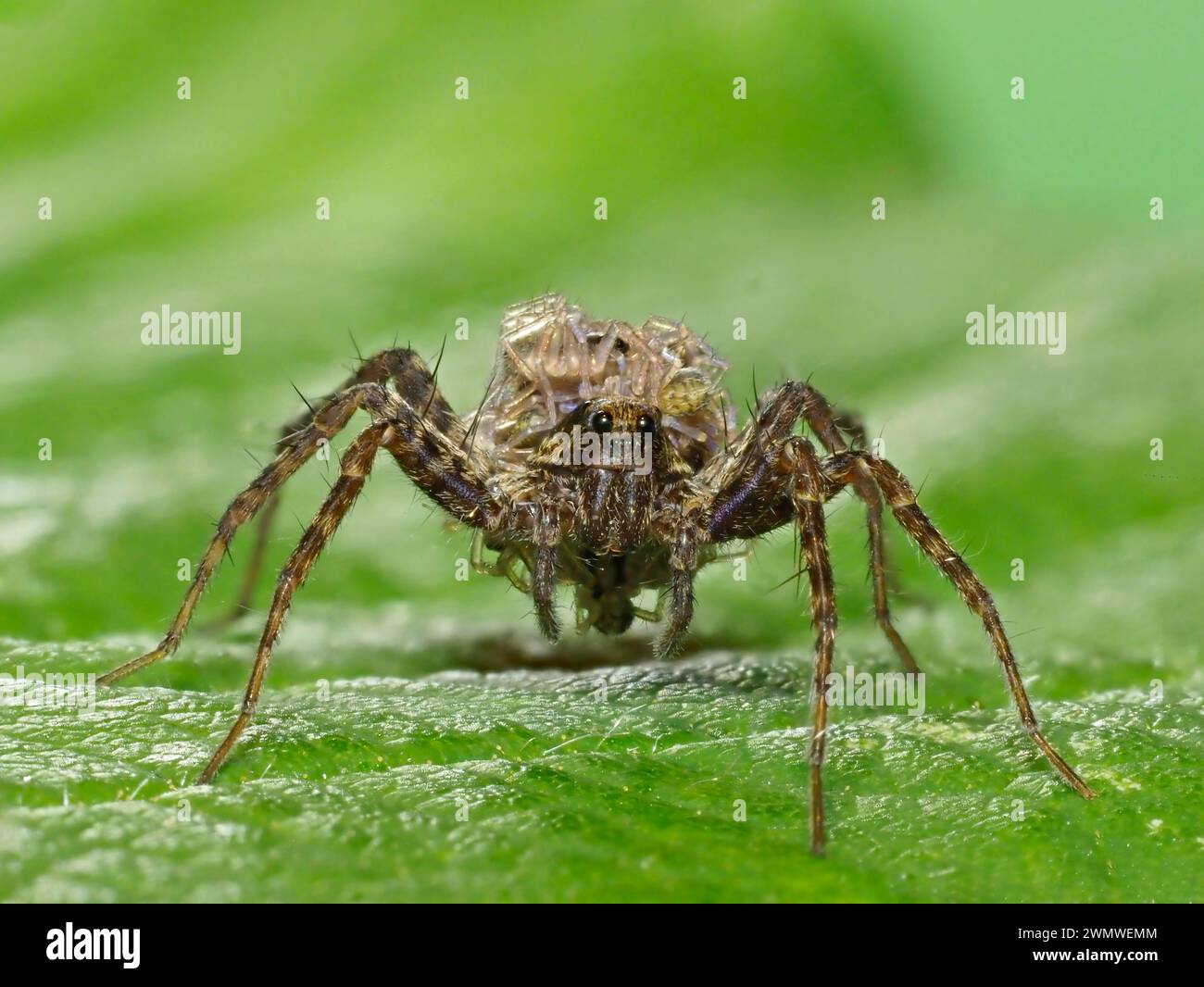 Wolf Spider, Female with young spiderlings on back (Pardosa nigriceps ...