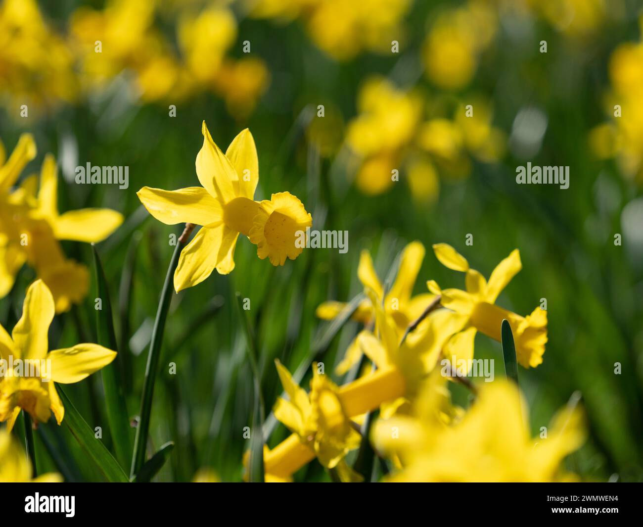 Daffodil Flower (Narcissus pseudonarcissus sub.species), Wisley Gardens, Surrey, UK Stock Photo