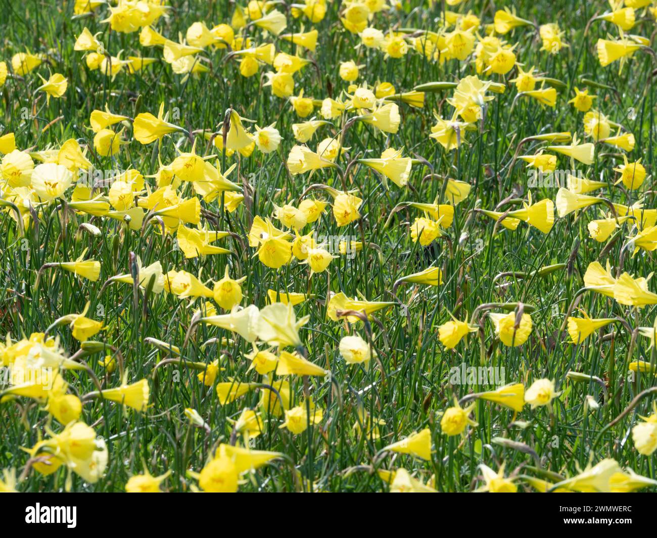 Hoop Petticoat Daffodils,  Golden Bells (Narcissus bulbocodium) Wisley Gardens, Surrey UK Stock Photo