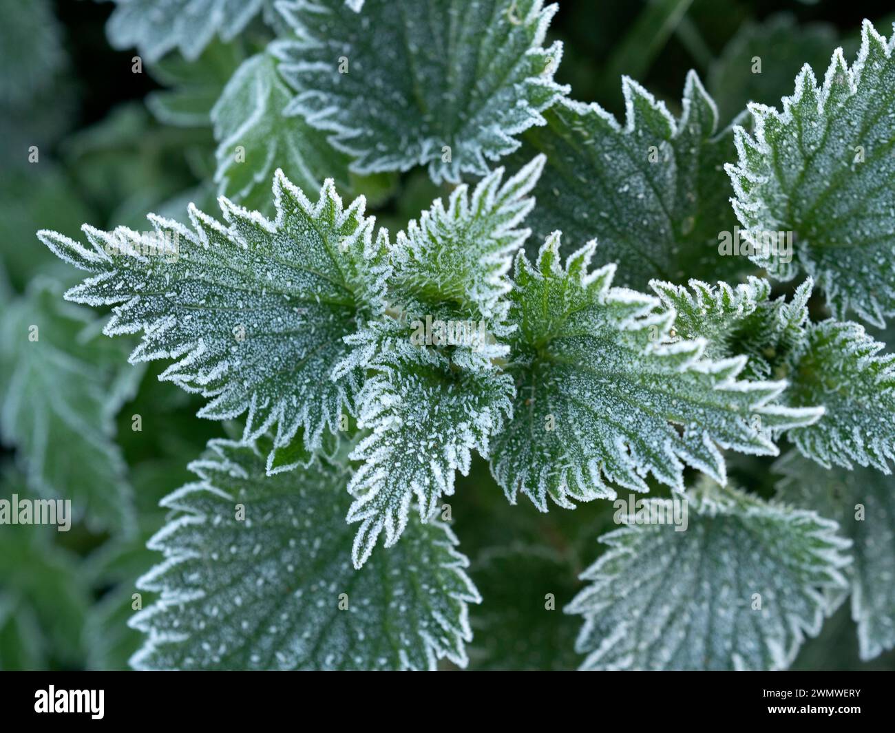 Frost on White Dead Nettle Leaves (Lamium labum) Iffley Meadows, Oxford UK Stock Photo