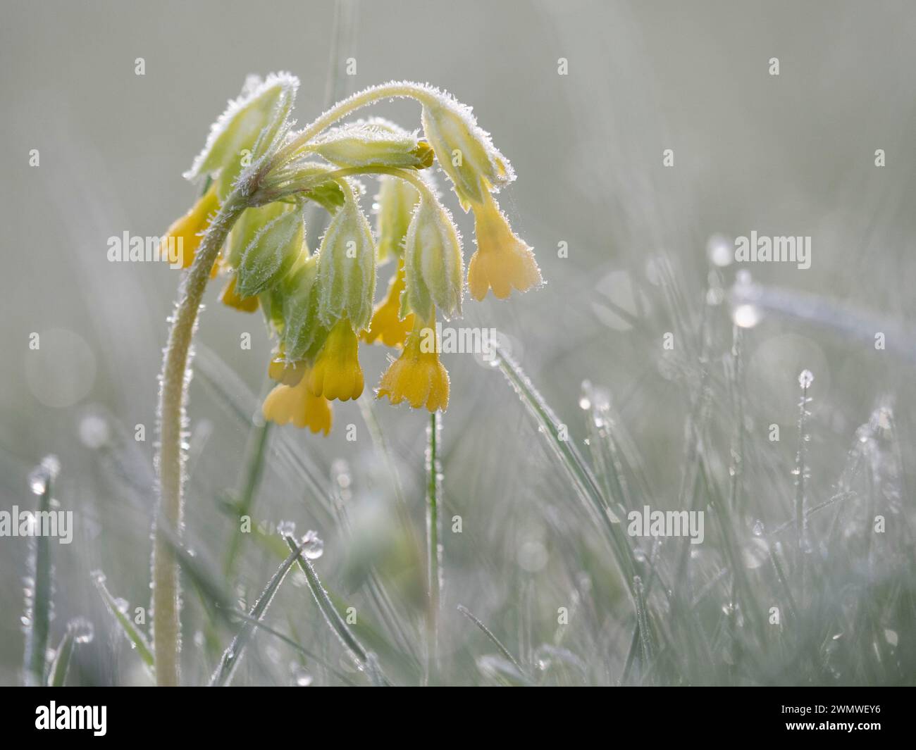 Cowslip Flowers with early morning dew (Primula veris) Iffley Meadows, Oxford UK Stock Photo