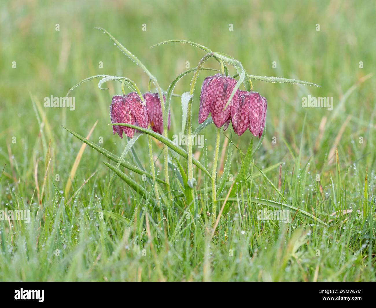 Snakes Head Fritillary Flowers covered in early morning dew, (Fritillaria meleagris) Iffley Meadows, Oxford UK Stock Photo