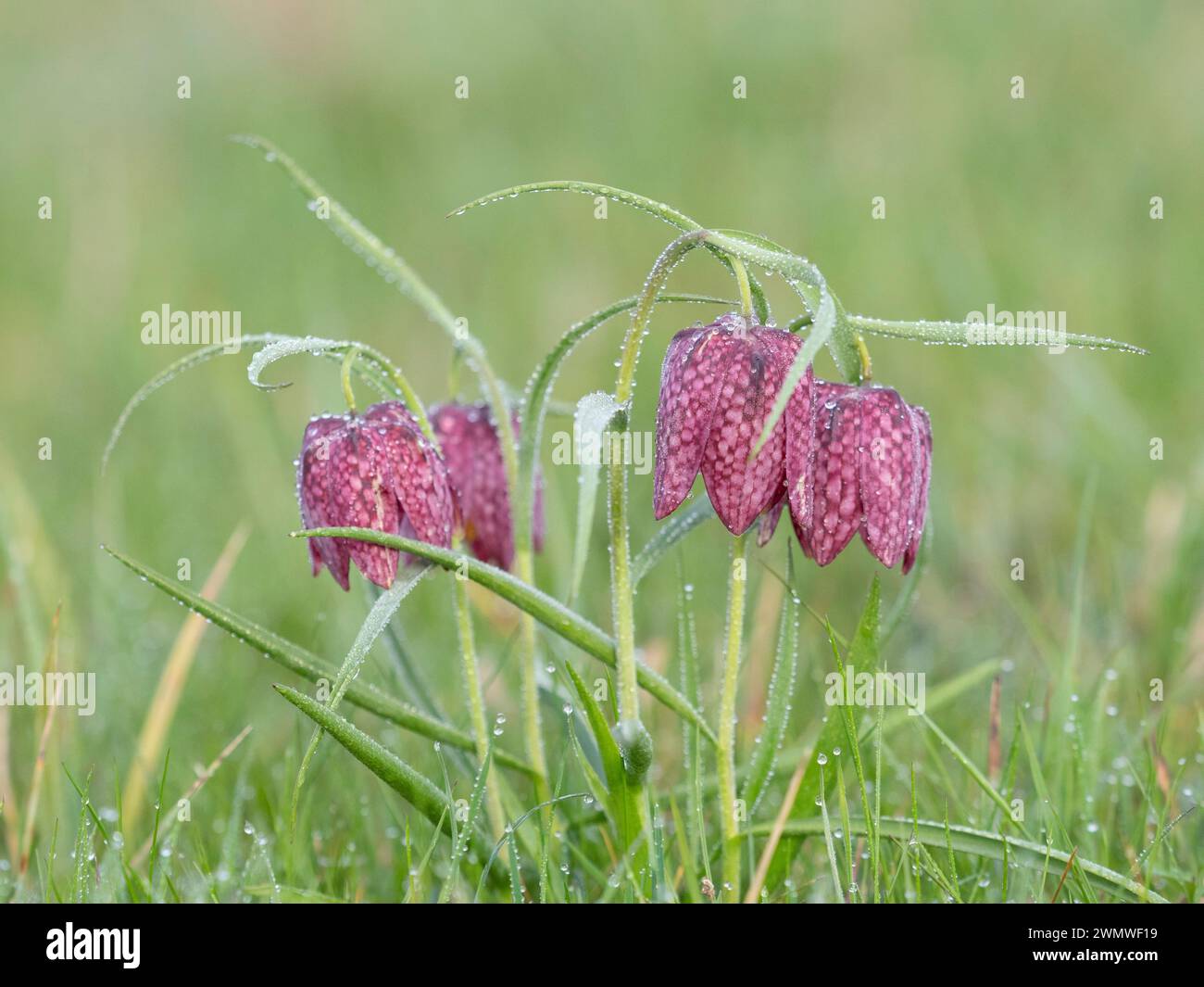 Snakes Head Fritillary Flowers covered in early morning dew, (Fritillaria meleagris) Iffley Meadows, Oxford UK Stock Photo