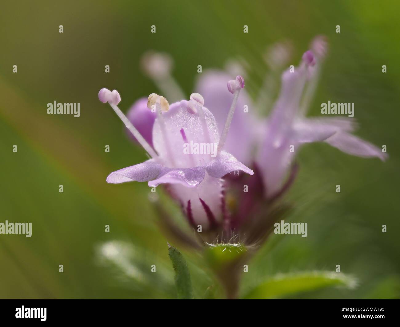 Breckland Wild Thyme, or Creeping Thyme, or Elfin Thyme (Thymus serpyllum), Noar Hill Nature Reserve, Hampshire UK, Stacked Focus Image Stock Photo