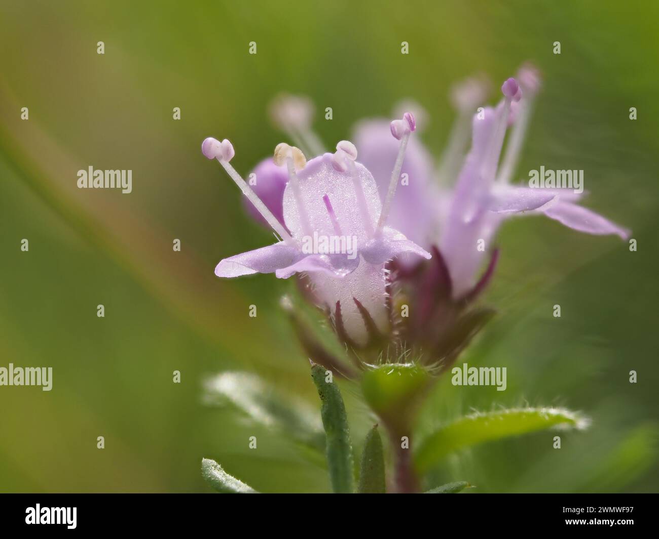Breckland Wild Thyme, or Creeping Thyme, or Elfin Thyme (Thymus serpyllum), Noar Hill Nature Reserve, Hampshire UK, Stacked Focus Image Stock Photo