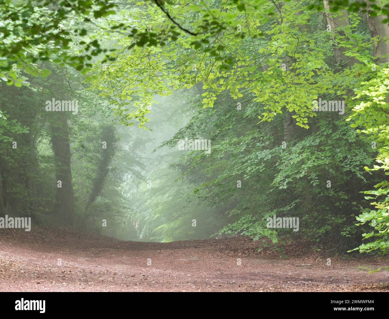 Landscape woodland walkway to Noar Hill Nature Reserve, Hampshire,UK Stock Photo