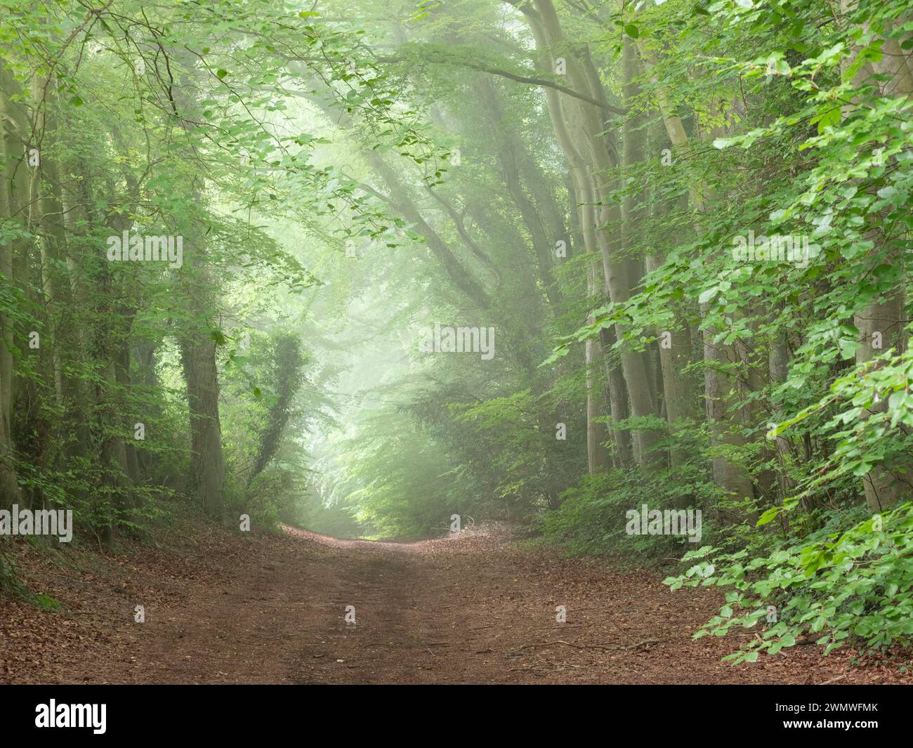 Landscape woodland walkway to Noar Hill Nature Reserve, Hampshire,UK Stock Photo