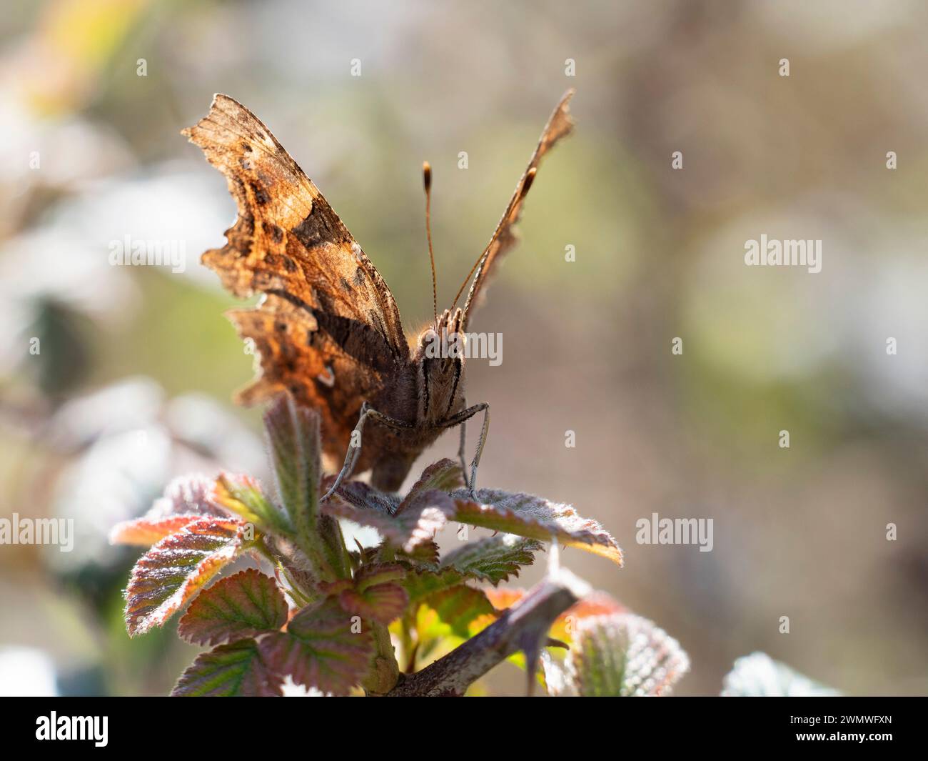 Comma Butterfly (Polygonia-c-album) Backlight with wings open, Queensdown Warren Nature Reserve, Kent UK Stock Photo