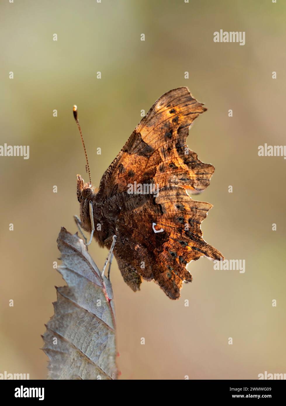 Comma Butterfly (Polygonia-c-album) perched on leaf, side viw of wings, Queensdown Warren Nature Reserve, Kent UK Stock Photo