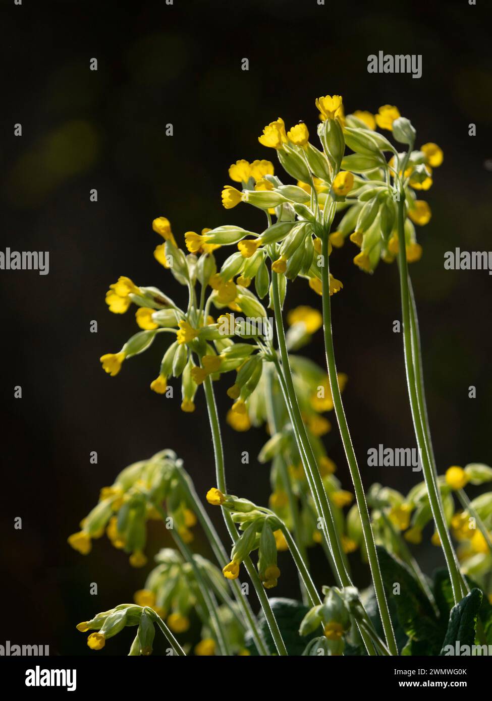 Cowslip Flowers (Primula vulgaris) Queensdown Warren Nature Reserve, Kent UK Stock Photo