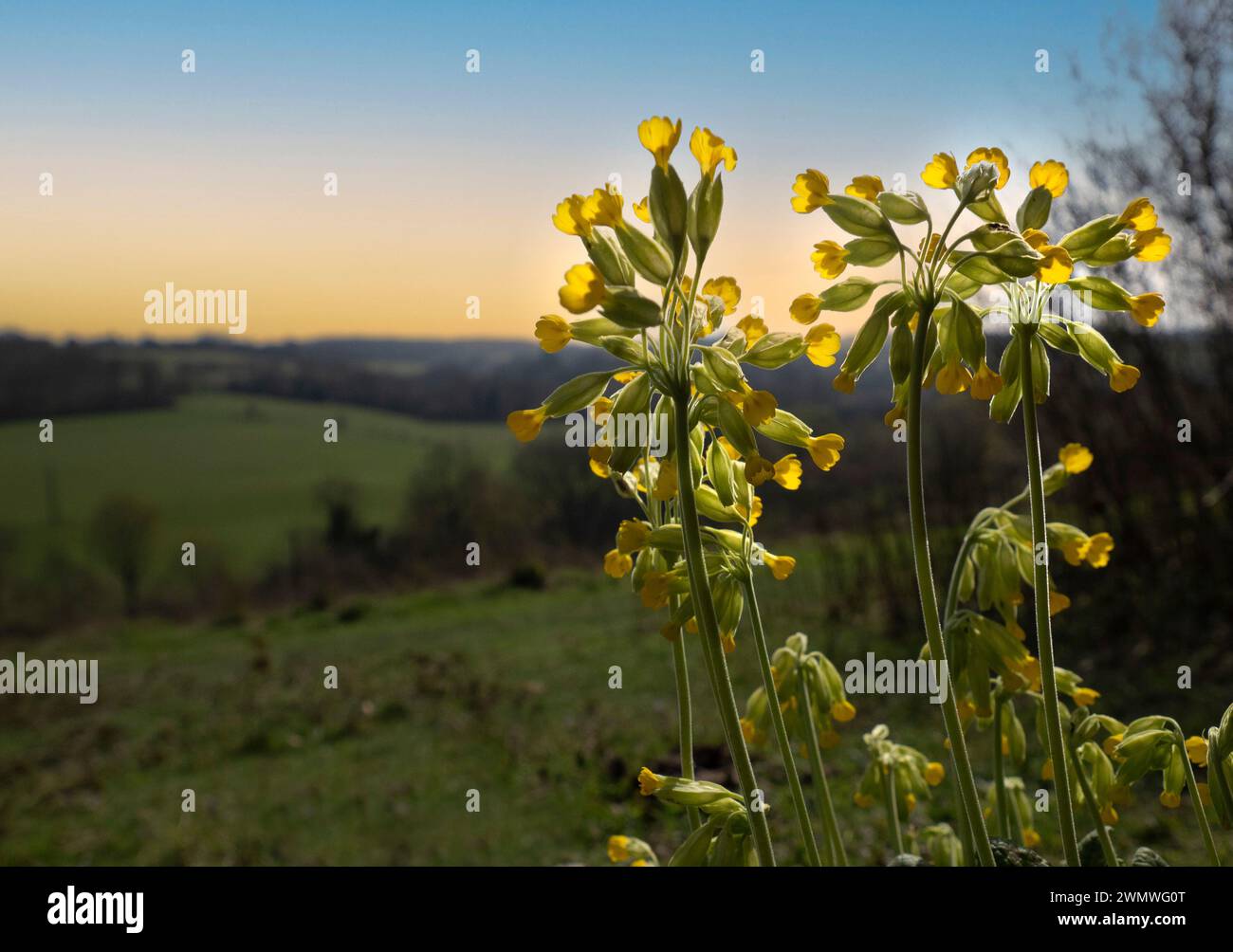 Cowslip Flowers (Primula vulgaris) wide angle, view of farmland and Queensdown Warren Nature Reserve, Kent UK Stock Photo