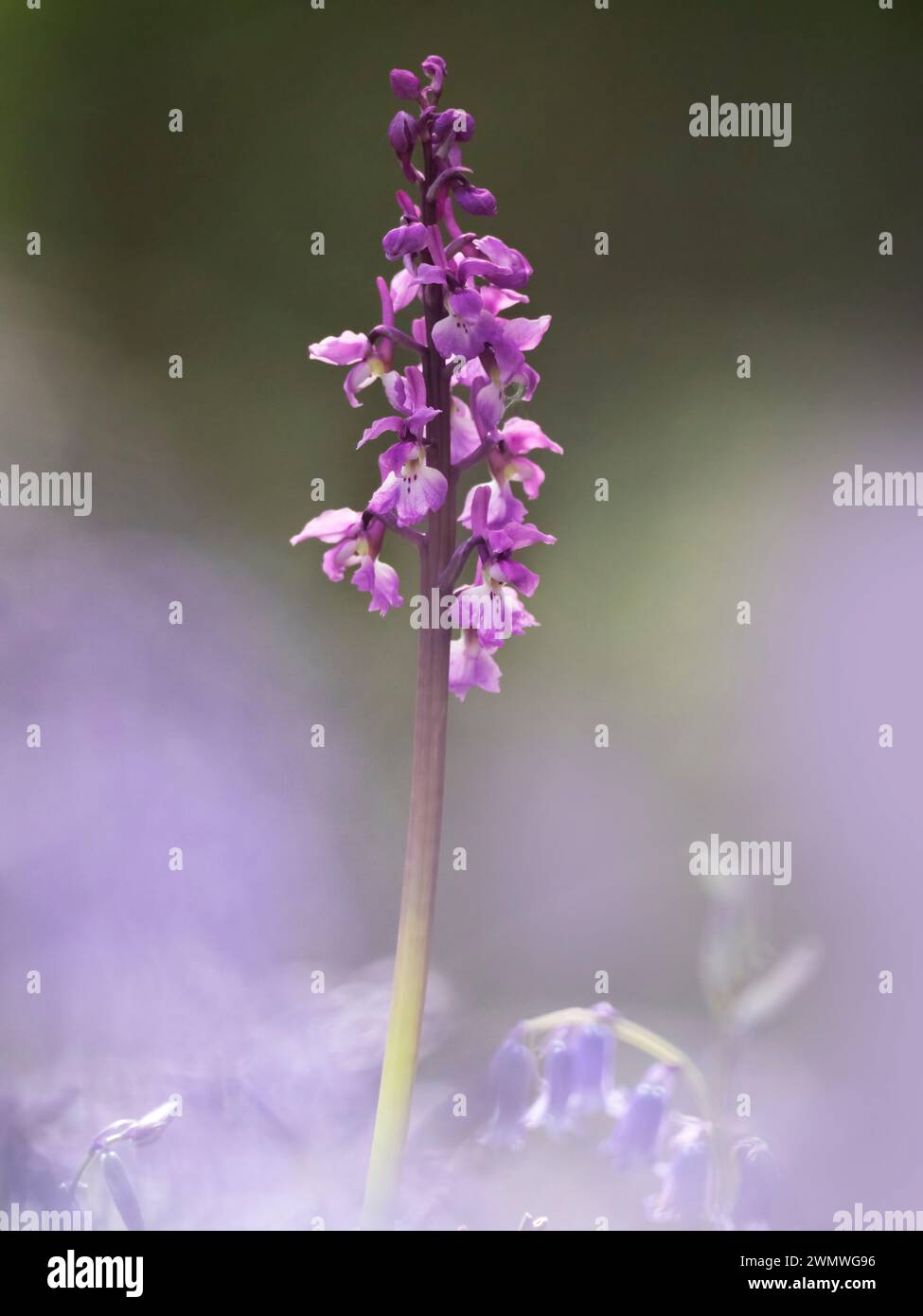 Early Purple Orchid (Orchis mascula) in amongst Bluebells (Hyacinthoides non-scripta) Stockbury Nature Reserve, Kent UK, Stock Photo
