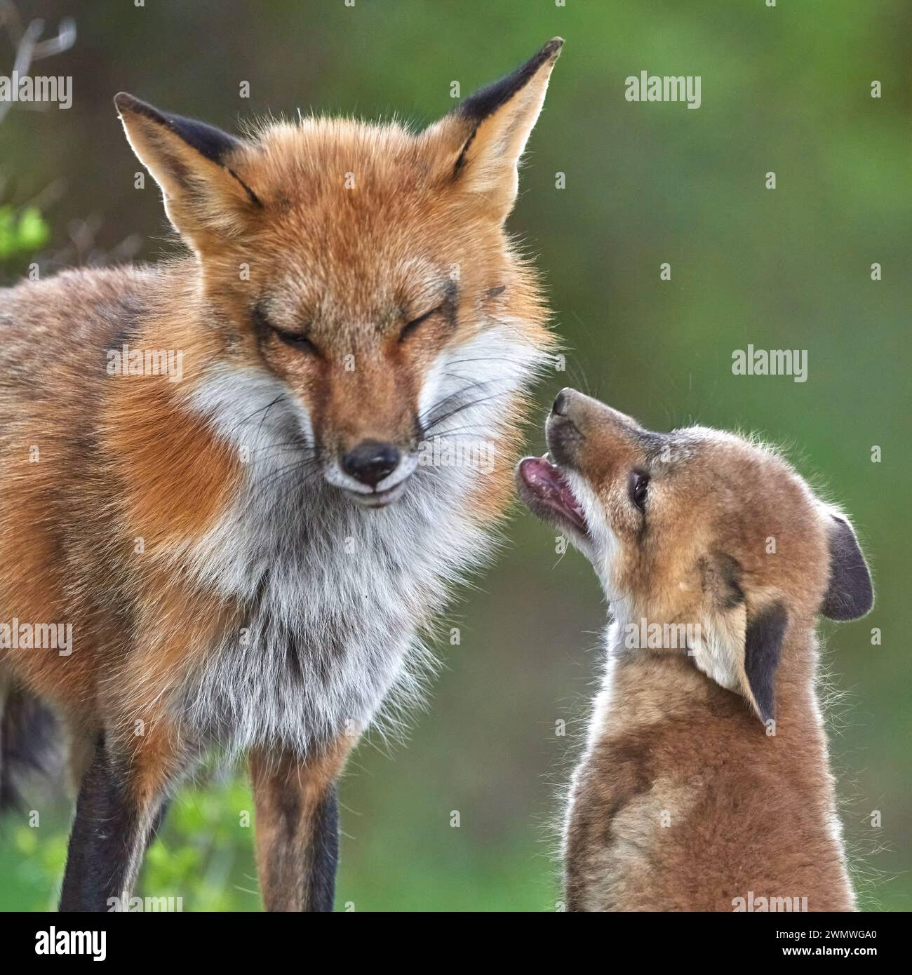 A mother fox and a kit standing together on a lush green grass field ...