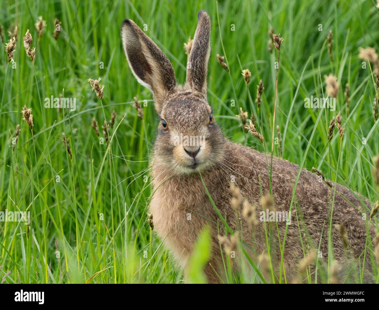 Brown Hare (Lepus capensis) Elmley Nature Reserve, Kent UK Stock Photo