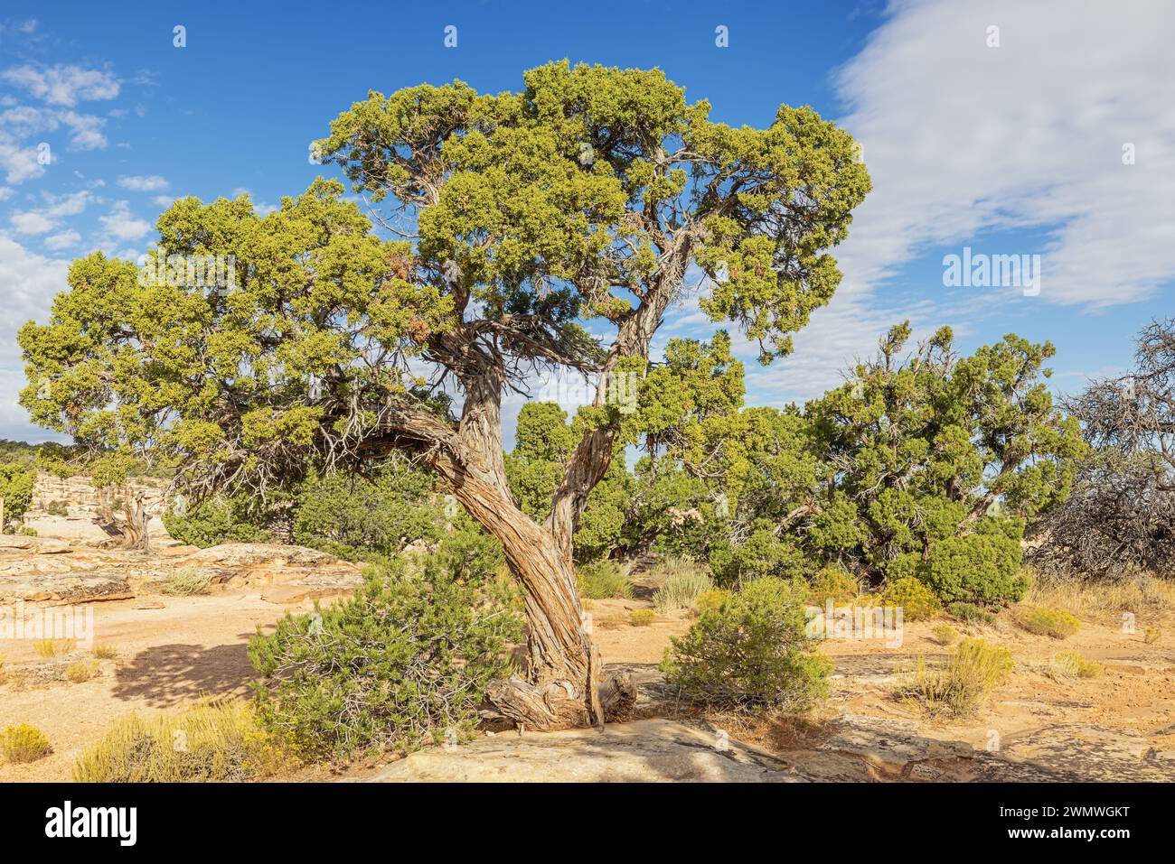 Utah juniper trees at Cold Shivers Point in the Colorado National