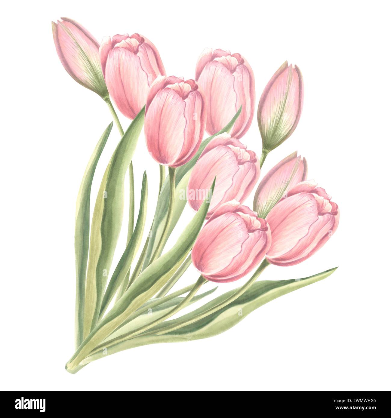 Bouquet of tulips flowers with leaves. Isolated hand drawn watercolor  illustration garden spring flower. Floral drawing template for card of  Mothers d Stock Photo - Alamy, image size:1300x1390
