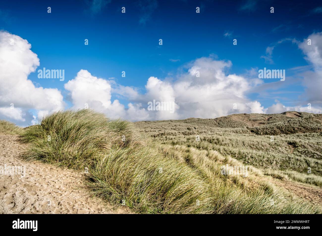 Marram Grass Ammophila growing and stabilising stabilizing the massive