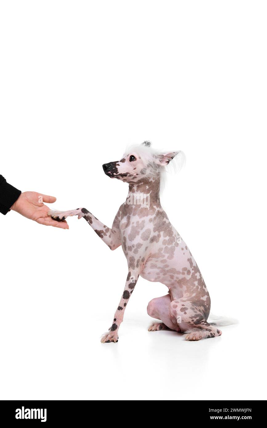 Adorable, funny purebred Chinese crested dog sitting and giving paw to man  isolated on white studio background. Following command Stock Photo - Alamy