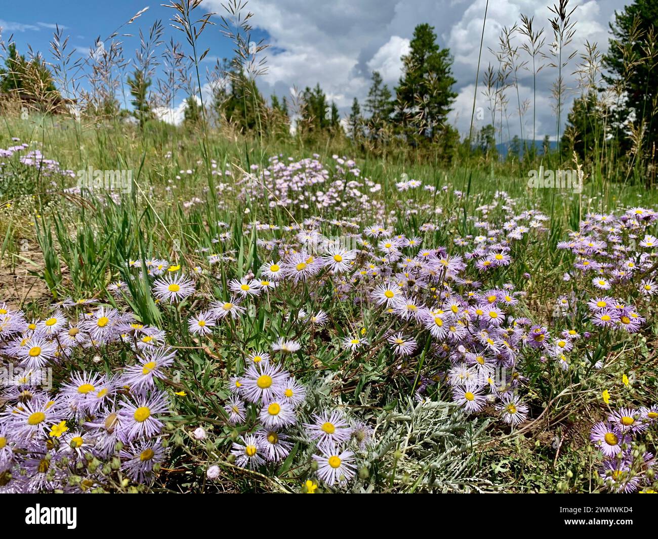 Wildflowers mountain hi-res stock photography and images - Alamy
