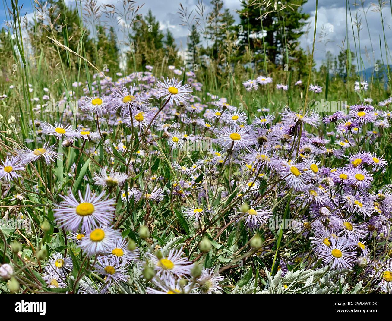 Wildflowers mountain hi-res stock photography and images - Alamy