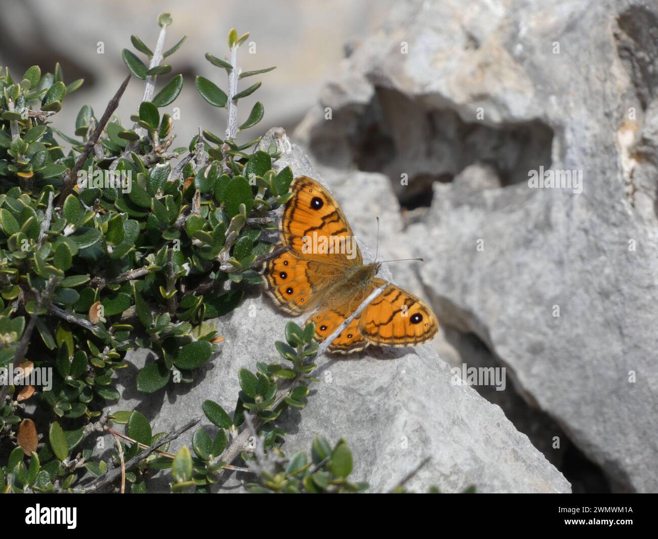 A Brown-eye vixen (Lasiommata megera) butterfly resting on a stone near bushes in Mallorca Stock Photo